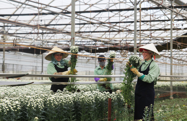 100% diện tích hoa cúc ở Đà Lạt Hasfarm đạt chất lượng cao. Ảnh: H.Yên