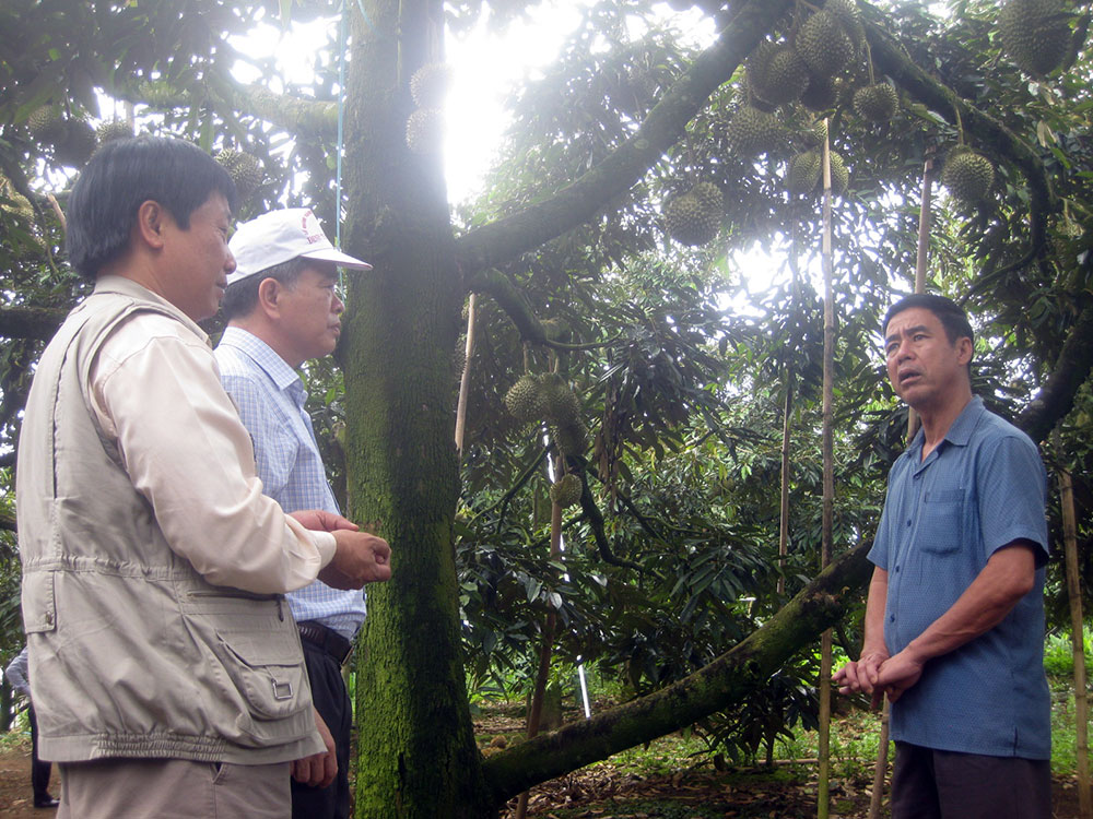 Tỷ phú Nguyễn Nghĩa Nam (bên phải) đang giới thiệu mô hình trồng sầu riêng với lãnh đạo huyện Di Linh. Ảnh: T.D.Hồng