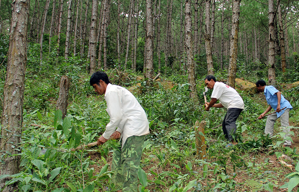 Các hộ dân xã Bảo Thuận nhận khoán tuần tra bảo vệ rừng. Ảnh: M.Đ