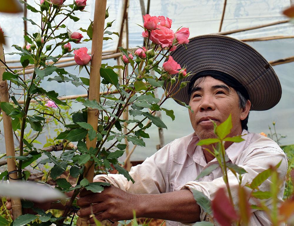 Chủ nhân Trần Văn Đắt giữa vườn hoa hồng đa sắc màu mới lạ. Ảnh: V.Việt
