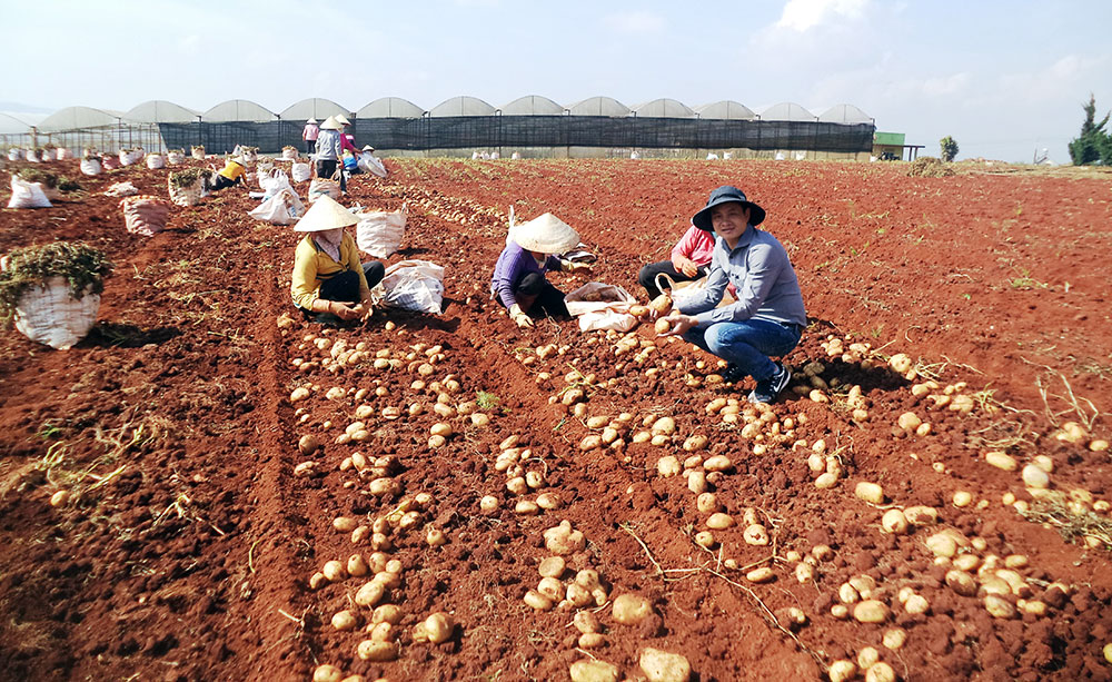 Năng suất khoai tây giống nguyên chủng trong mô hình tăng đến 27% so với ngoài mô hình. Ảnh: V.Việt