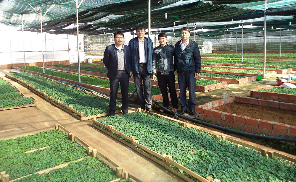 Giống khoai tây sạch bệnh tại Trung tâm Nghiên cứu Khoai tây, Rau và Hoa. Ảnh: V.Việt