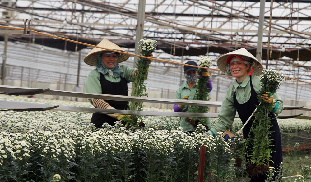 Khi làm công nhân cho Dalat Hasfarm, người đồng bào dân tộc thiểu số dần thay đổi tư duy sản xuất. Ảnh: H.Y