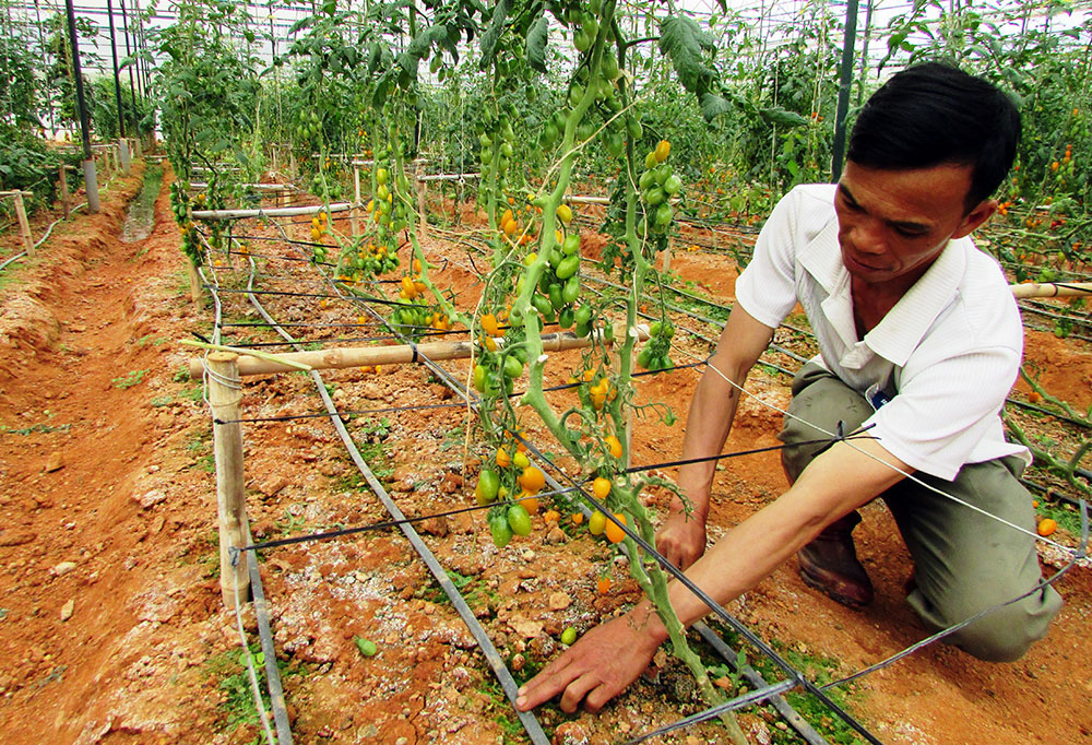 Đến năm 2020, toàn tỉnh Lâm Đồng sẽ đạt 1.600 doanh nghiệp đầu tư vào sản xuất nông nghiệp. Ảnh: V.Việt