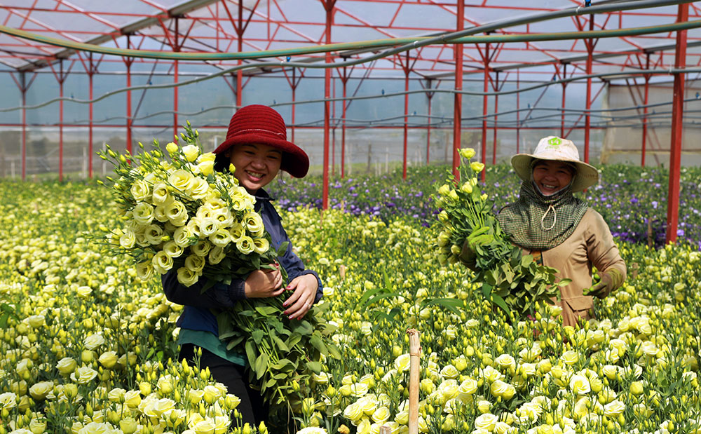 Người dân Ka Đô tiến hành thu hoạch rau. Ảnh: Lê Thanh Bảo