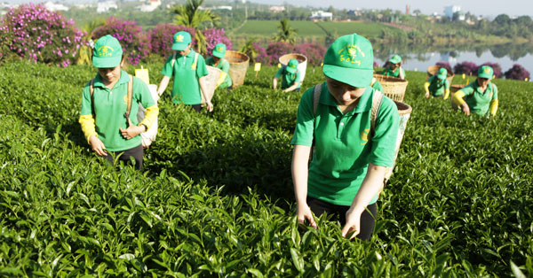 Sản xuất nông nghiệp công nghệ cao Lâm Đồng đã và đang mở rộng quy mô địa bàn và đối tượng cây trồng đặc trưng. Ảnh: V.Việt