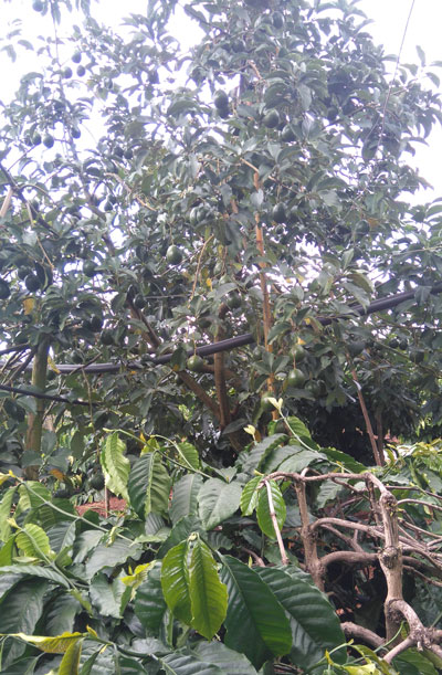 Cây bơ trồng xen trong vườn cà phê nhà ông Mùi (Lâm Hà)