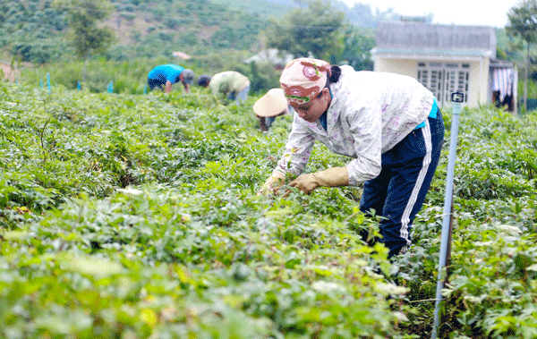 Vườn Đương quy rộng 10 hecta mở ra hướng đi cho nông nghiệp Đam Rông.