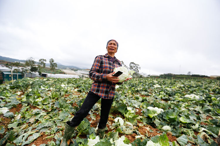 Bà Tào Thị Phượng (48 tuổi, thường trú tại Đà Lạt) thu mua rau bắp sú với giá sỉ 4.000 đồng/cây tại vườn nhưng sau con mưa lớn ngày 8/8, lượng bắp sú hư hại lên tới 20%