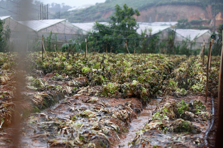Một vườn rau xà lách tại xã Lát, huyện Lạc Dương bị ngập úng do mưa lũ, thiệt hại gần như hoàn toàn
