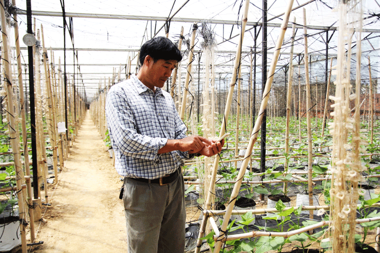 Ứng dụng nông nghiệp công nghệ cao trong sản xuất nông nghiệp giúp nông dân huyện Đơn Dương nâng cao giá trị nông sản.