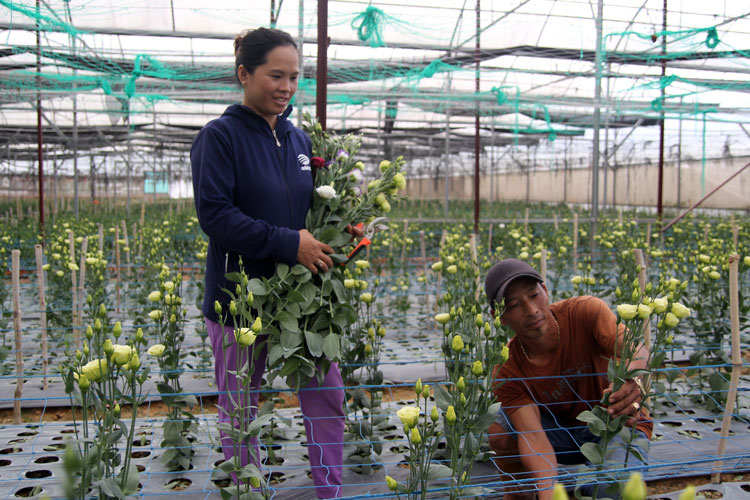 Vườn hoa cát tường đang mang lại thu nhập ổn định cho gia đình anh Việt. Ảnh: V.Q