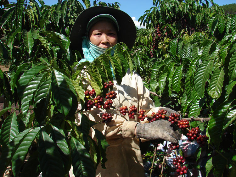 Vườn cà phê tái canh ở Lâm Hà đạt năng suất 7 tấn nhân/ha