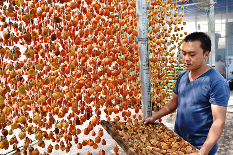 Hồng treo sấy dẻo bằng quạt gió sau 15 - 20 ngày cho ra thành phẩm đặc trưng vùng đất Đà Lạt trên thị trường trong và ngoài nước. Ảnh: V.Việt