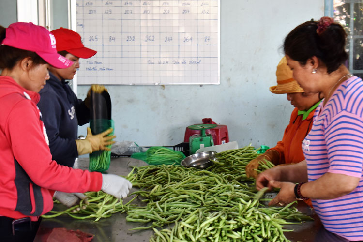 Đến năm 2023, toàn tỉnh Lâm Đồng phấn đấu tiêu thụ 50% sản lượng nông sản theo hợp đồng. Ảnh: V.Việt