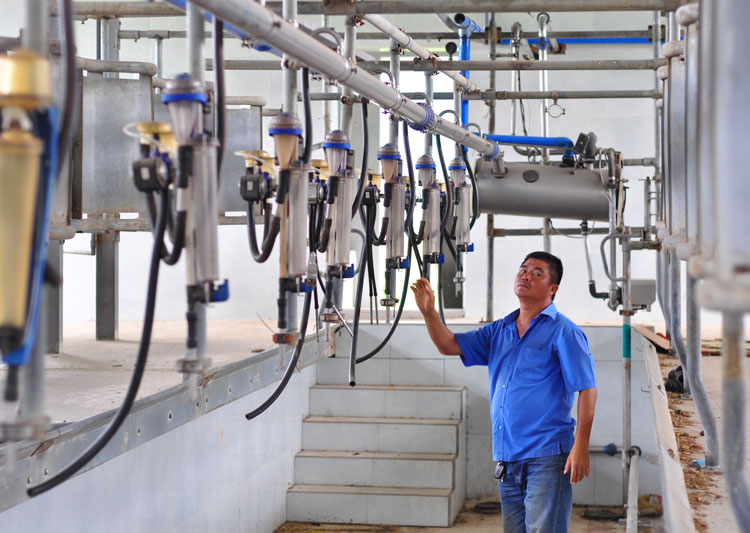 Ông Nguyễn Hữu Tuấn (xã Lạc Xuân) có trang trại chăn nuôi bò sữa lớn nhất huyện Đơn Dương với tổng đàn trên 300 con nên ông mở rộng trang trại, xây dựng hệ thống máy vắt sữa tự động và giàn lạnh để bảo quản sữa. Mỗi ngày gia đình ông thu từ 2-2,5 tấn sữa với giá bán cho công ty 13.000-14.000 đồng/lít. Ảnh: N.Ngà