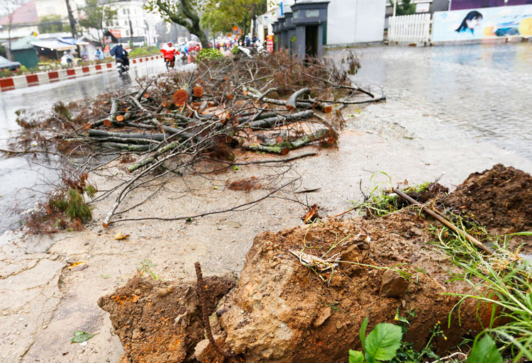 Một cây trâm hoa bật gốc đổ ra đường Hoàng Văn Thụ, TP Đà Lạt vào tối 10/11 do ảnh hưởng của bão số 6