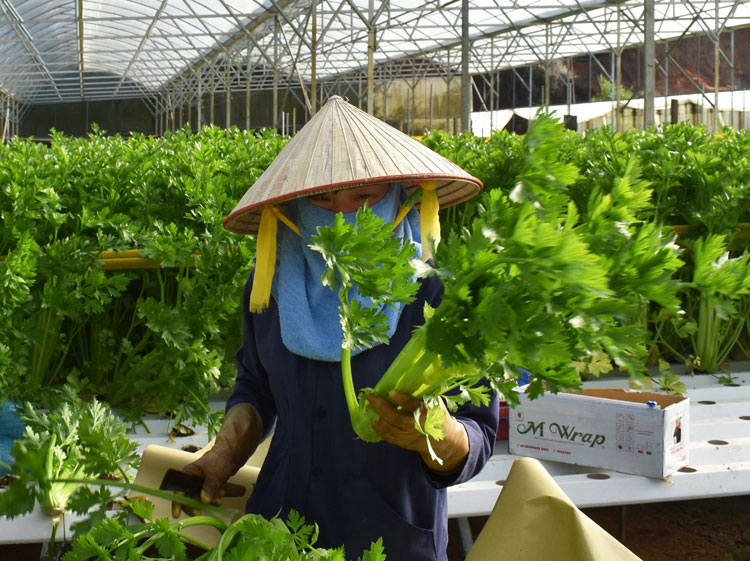 Lâm Đồng khuyến khích các nông hộ đầu tư mở rộng quy mô sản xuất theo mô hình doanh nghiệp, hợp tác xã, trang trại… Ảnh: V.Việt