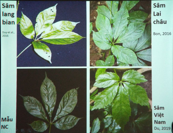 Đặc điểm hình thái về thân, rễ, lá, hoa, quả được các nhà khoa học trình bày tại hội thảo đã khẳng định đây là sâm Lang Bian
