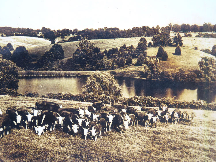 Nông trại bò sữa của Dandevco bên Suối Vàng. Ảnh ghi nhận năm 1976. Tài liệu Trung tâm Lưu trữ Quốc gia 2, TP HCM.