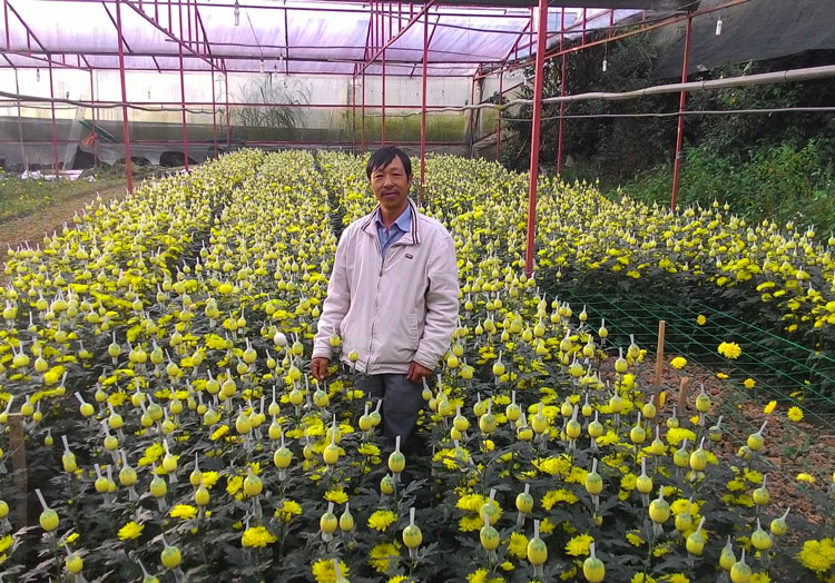 Vườn hoa cúc của nhà nông Tạ Minh Quân đang là điểm tham quan của khách du lịch. Ảnh: T.D.H
