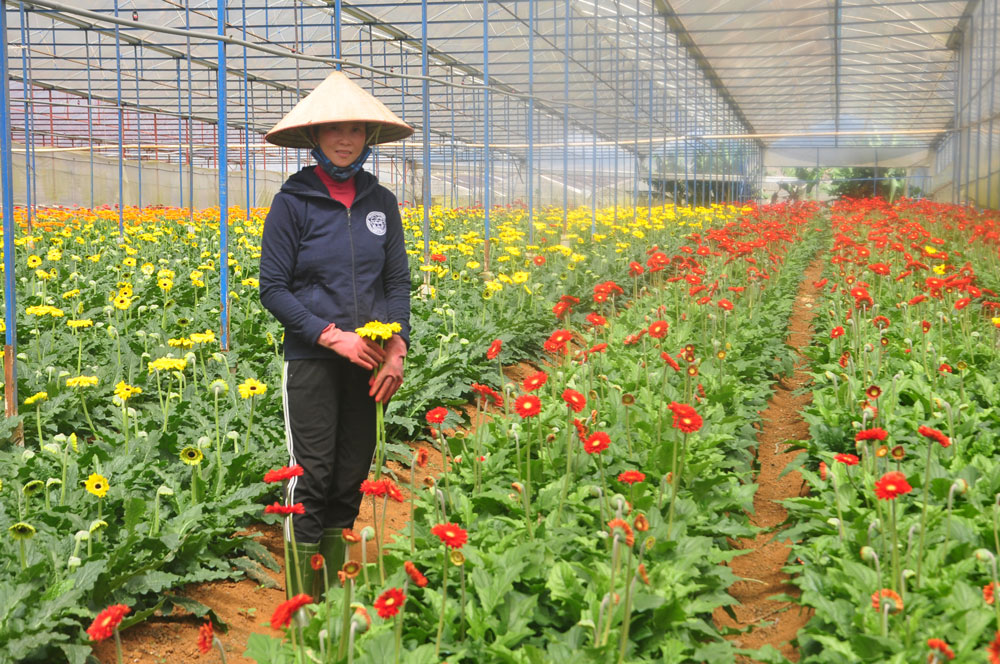 Bà Nguyễn Thị Dung thay canh tác hoa hồng bằng hoa đồng tiền. Ảnh: V.Trọng