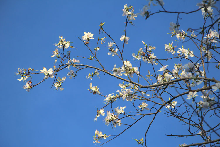 Những cánh hoa ban trắng muốt giữa nền trời xanh trong của Đà Lạt lập đông. Ảnh: Vũ Đình Đông