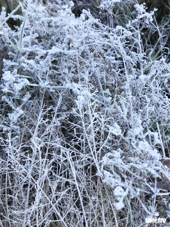 Cây cối phủ lớp băng giá trắng xóa