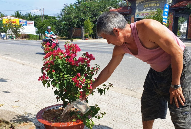 Người dân chăm sóc cây hoa giấy trước vỉa hè nhà mình