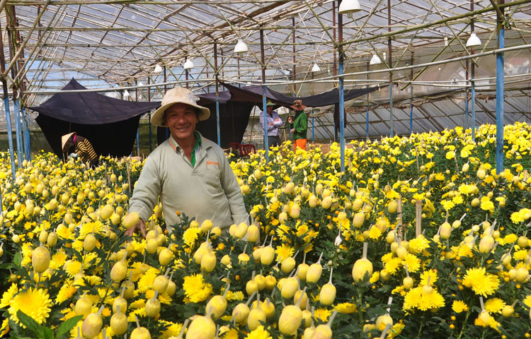 Ông Nguyễn Đình Lộc đang thu hoạch hoa cúc trong vườn nhà mình. Ảnh: V.Trọng