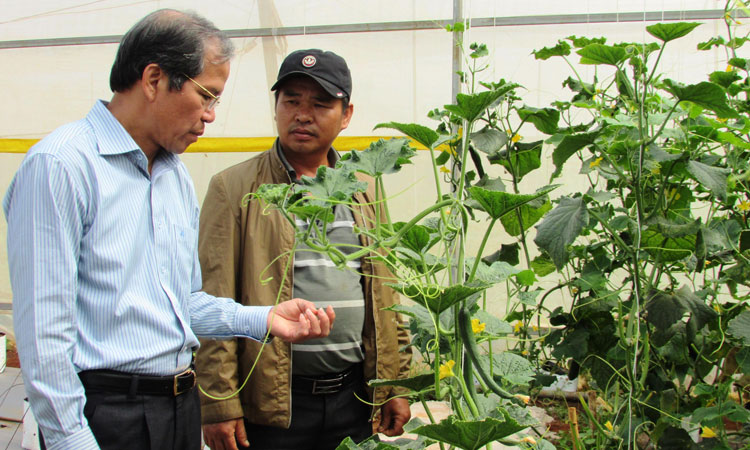 Sau hơn 3 năm thực hiện Nghị quyết 05 của Tỉnh ủy Lâm Đồng, huyện Đơn Dương phát triển 28 chuỗi liên kết sản xuất gắn với thị trường tiêu thụ. Ảnh: V.Việt