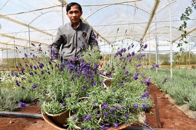 Trang trại Pibo ở làng hoa Vạn Thành bán ra đến 7.000 chậu hoa Lavender thương phẩm mỗi tháng. Ảnh: V.Việt