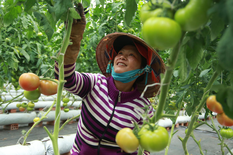 Phát triển nông nghiệp công nghệ cao ở xã Gia Lâm - Lâm Hà. Ảnh: Đăng Lộ