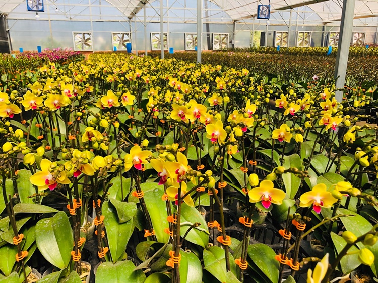 Hoa Lan Hồ Điệp tại trang trại YSA Orchid