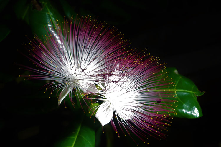 Hoa bàng vuông bung nở khoe sắc trong đêm chính là nét đặc trưng trong đêm xuân ở hầu hết các đảo, điểm đảo trên quần đảo Trường Sa