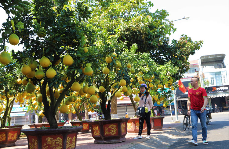 Bưởi Diễn cảnh cổ thụ Bắc Giang độc, lạ được bày bán tại Quảng trường 28/3 Bảo Lộc có giá từ 15 - 20 triệu đồng/cây