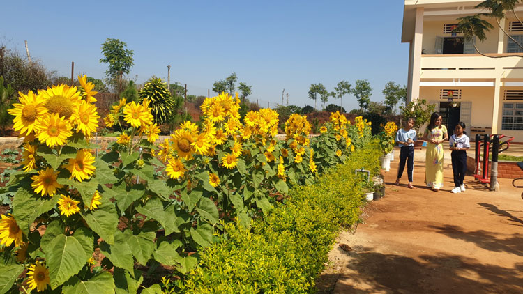 Hàng hoa hướng dương đang nở vàng rực trong khuôn viên Trường Tiểu học Đinh Trang Hòa III