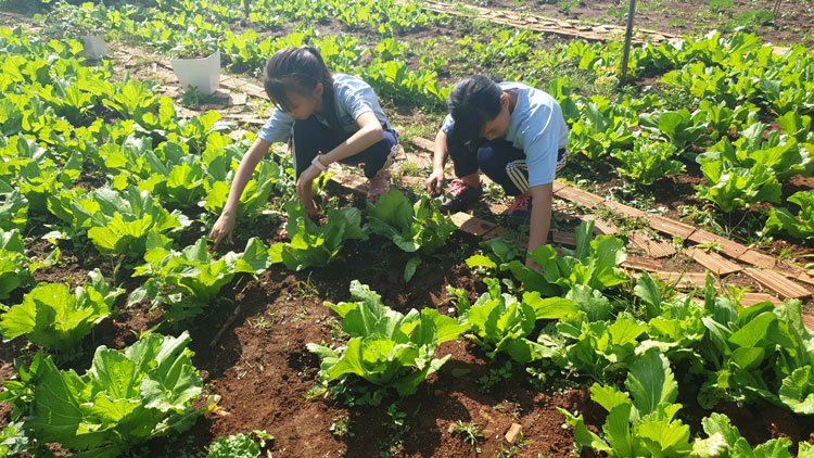 Rau xanh được trồng trong khuôn viên trường để cải thiện bữa ăn cho học sinh