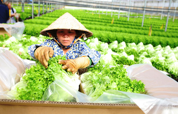Nhiều mặt hàng nông sản Lâm Đồng đang tăng giá rất mạnh, nông dân tranh thủ cơ hội thúc đẩy sản xuất, mở rộng cung ứng thị trường