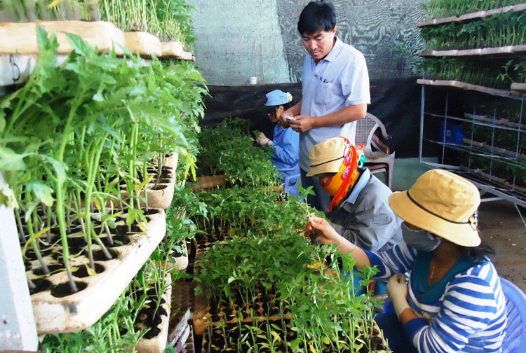 Doanh nghiệp đầu tư trong và ngoài nước trên lĩnh vực nông nghiệp đã tạo việc làm cho hơn 50.000 lao động trên địa bàn Lâm Đồng. Ảnh: V.Việt