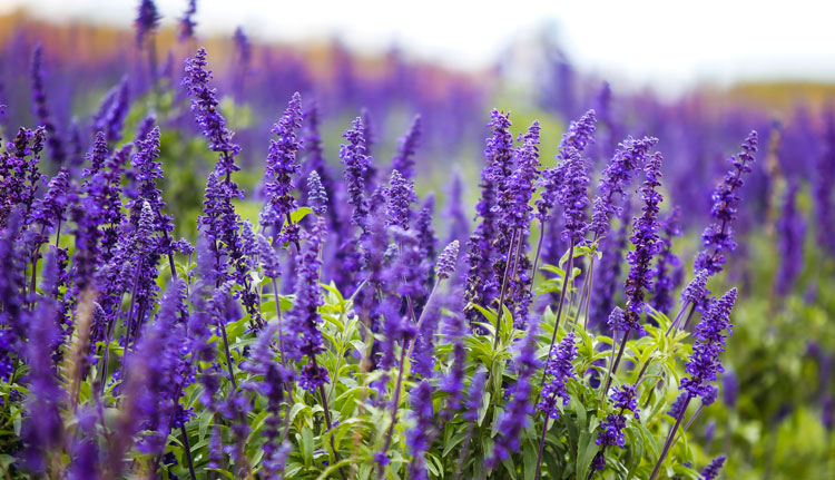 Hoa lavender được các điểm dừng chân ven đường trồng để phục vụ du khách thưởng thức ngày một nhiều hơn.