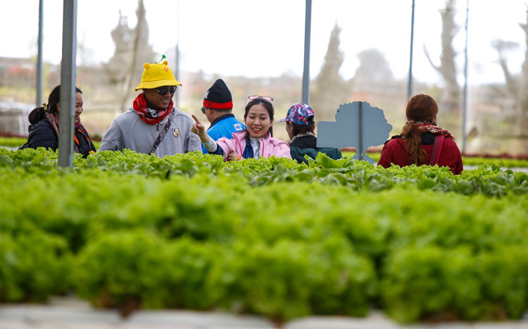 Nông trại xanh của Cầu Đất Farm thu hút du khách tới trải nghiệm quy trình sản xuất rau sạch - một xu hướng phát triển du lịch canh nông nở rộ tại Đà Lạt thời gian gần đây.
