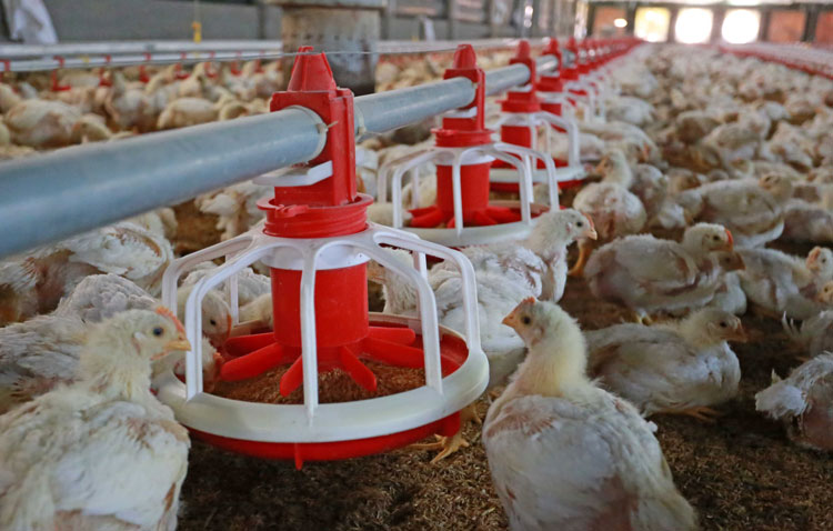 Giá gà công nghiệp, gà thả vườn đều tăng mạnh trong những ngày qua. Ảnh minh hoạ