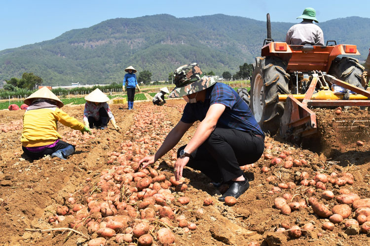 Khoai tây giống mới TK15.80 thu hoạch 6 tấn/2.000 m2/3 tháng ở xã Lạc Xuân, huyện Đơn Dương