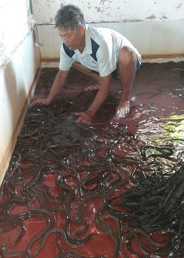Bể nuôi lươn tại nhà ông Đinh Chí Chức, thôn Tân Xuân, xã Gia Viễn