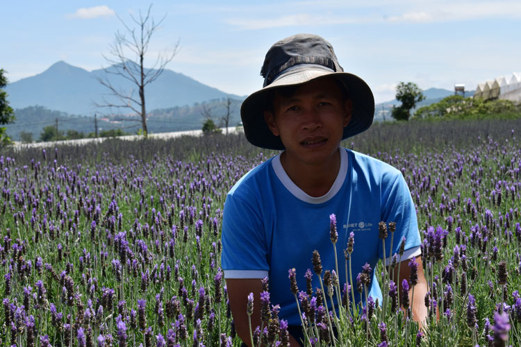 Chủ Trang trại Đậu Công Dũng trong vườn lavender Đà Lạt cuối tháng 4/2020