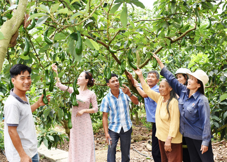 Khu vườn bơ 034 chuyên canh 10 ha của Công ty TNHH Cây giống Bảo Nguyên ở xã Tân Lạc, Bảo Lâm mỗi ngày thu hoạch từ 1-1,5 tấn trái chất lượng cao. 