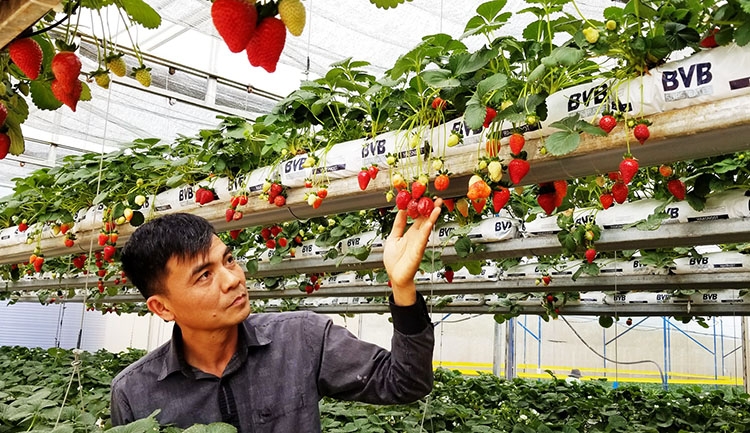 Nông nghiệp ứng dụng công nghệ cao tại Đà Lạt. Ảnh: Văn Báu