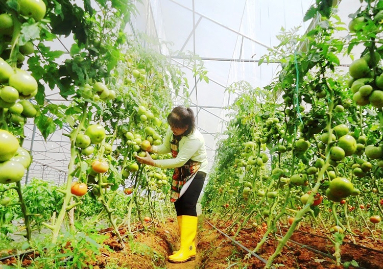 Sau 5 năm thực hiện Nghị quyết 05 của Tỉnh ủy Lâm Đồng, ngành nông nghiệp Đà Lạt đạt tỷ lệ 42% sản lượng đã được tiêu thụ theo hợp đồng ổn định, lâu dài...