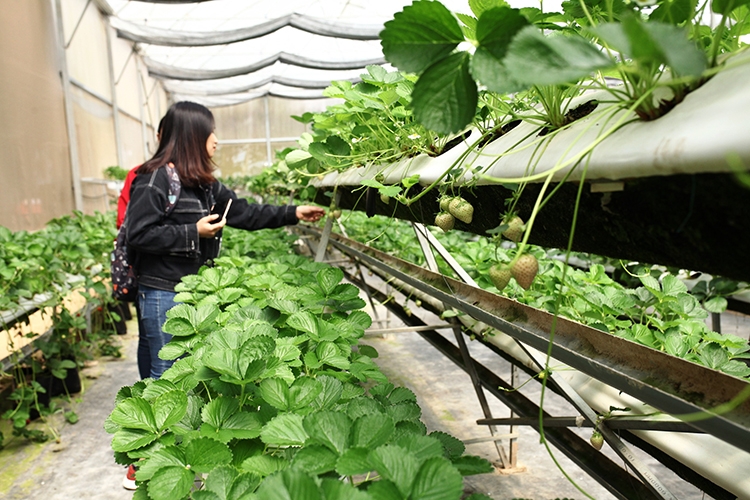 Giống dâu Bạch Tuyết được các nhà vườn tại Đà Lạt du nhập về trồng gần 1 năm trở lại đây